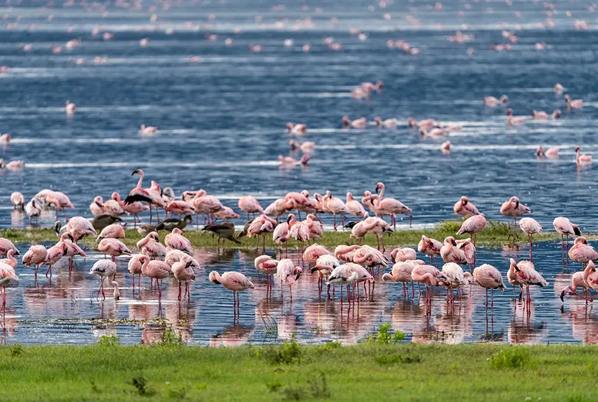 Dicksonia Safaris and safaris lake natron tz