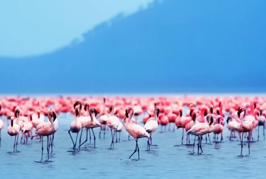 Dicksonia Safaris and safaris lake natron